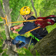 Tree care