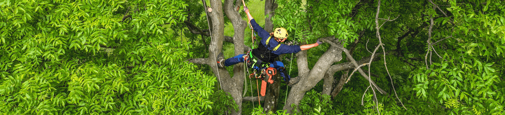 Ropes for tree surgeons